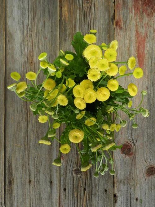 BUTTON YELLOW MATRICARIA